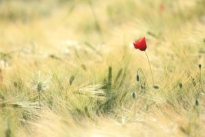 Croquelicot coquelicot